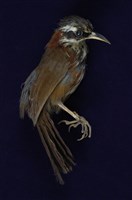 藏品(小彎嘴)的圖片